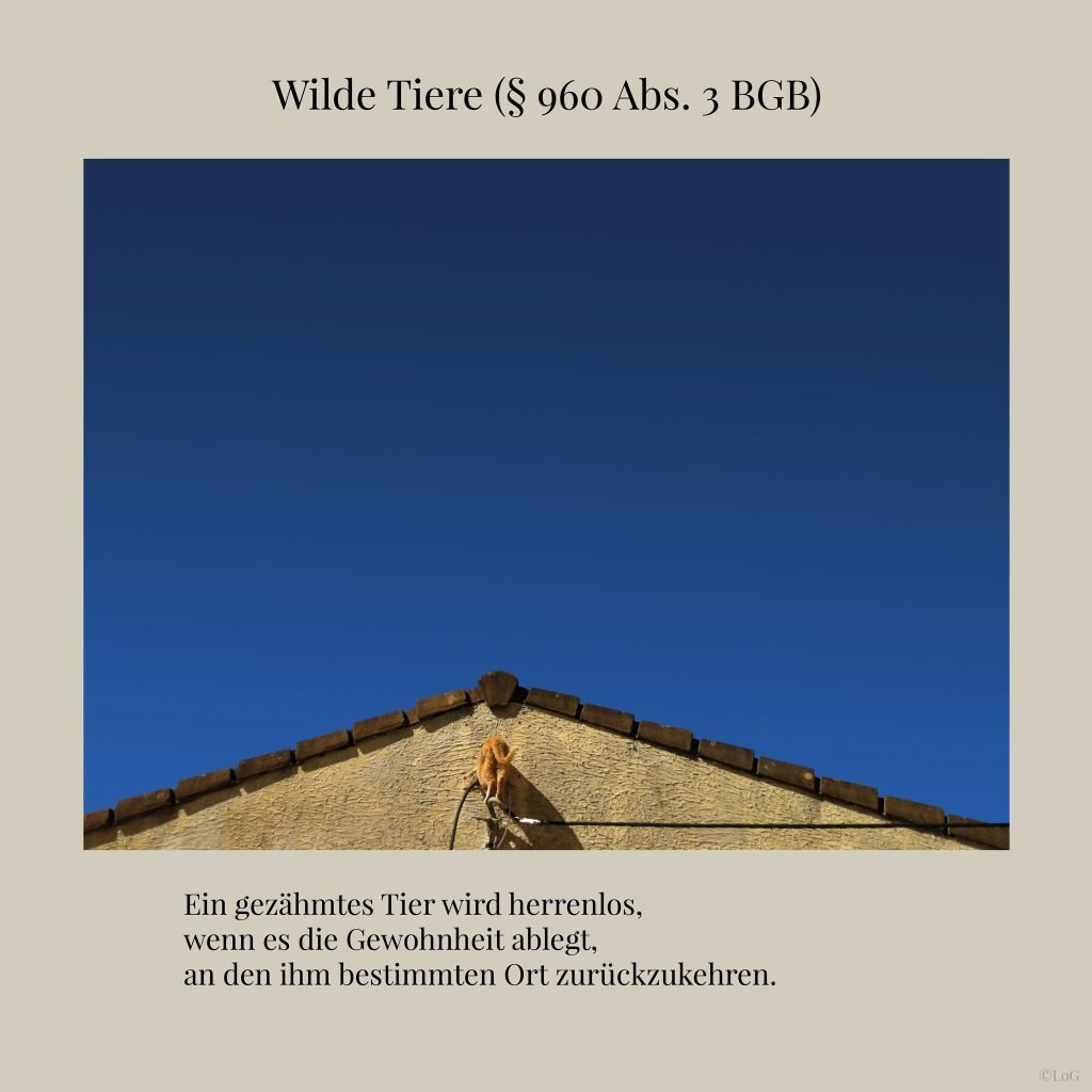 Wilde-Tiere-(§-960-Abs.-3-BGB)-3-2048